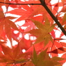 もみじ