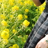 菜の花畑。