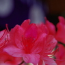つつじ（東京大神宮）