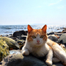 海辺の若猫。ハンサムでごめん。