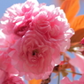 春、謳歌