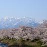 山と桜