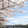 晴れた日の桜と鉄道