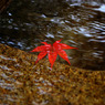 紅葉2