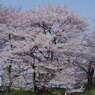 霞城の桜-1