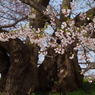 霞城の桜-2