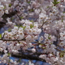霞城の桜-3