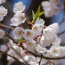 霞城の桜-4