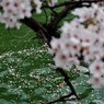 花筏