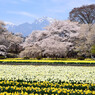 実相寺の桜と水仙