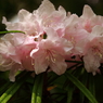旬の花石楠花３