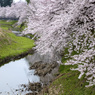 桜並木小川