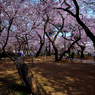 桜の森高遠城址