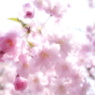職場の枝垂桜