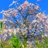 花魁