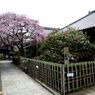 京都・桜浪漫譚Ⅹ(椿寺・地蔵院）