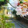 ひっそり咲く