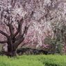 霞む枝垂れ桜