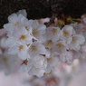 胴吹桜-2