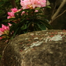 旬の花石楠花４