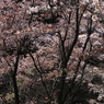 高尾の桜