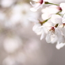咲くららら・・・・・