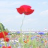 此岸からの風景＜2011-9＞＊川越市・安比奈親水公園