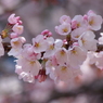 春の陽に桜色-1