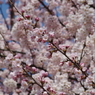 春の陽に桜色-2