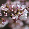 春の陽に桜色-3