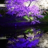 夜桜水鏡