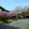 京都・桜浪漫譚⑬(白龍園）