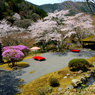 京都・桜浪漫譚⑭(白龍園）