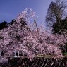 正福寺桜　その1