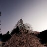 正福寺桜　その2