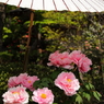 旬の花牡丹１