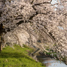 桜尽くし