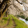 桜咲く小径