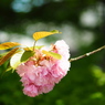 八重の桜