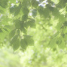 風薫る