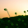 夕景