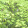 目に青葉