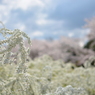 桜とユキヤナギ