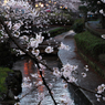 二ヶ領用水-夜の桜