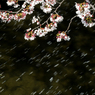 二ヶ領用水-流れる桜