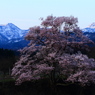 向野の桜②