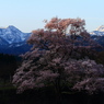 向野の桜③