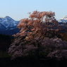 向野の桜⑤