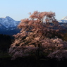 向野の桜⑥
