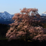 向野の桜⑦